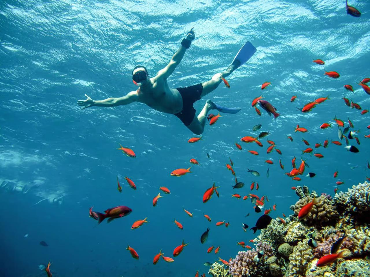 Marsa Alam: Snorkelling with Sea Turtles Marsa Mubarak - Marsa Alam Snorkelling (Gallery Photo 8)