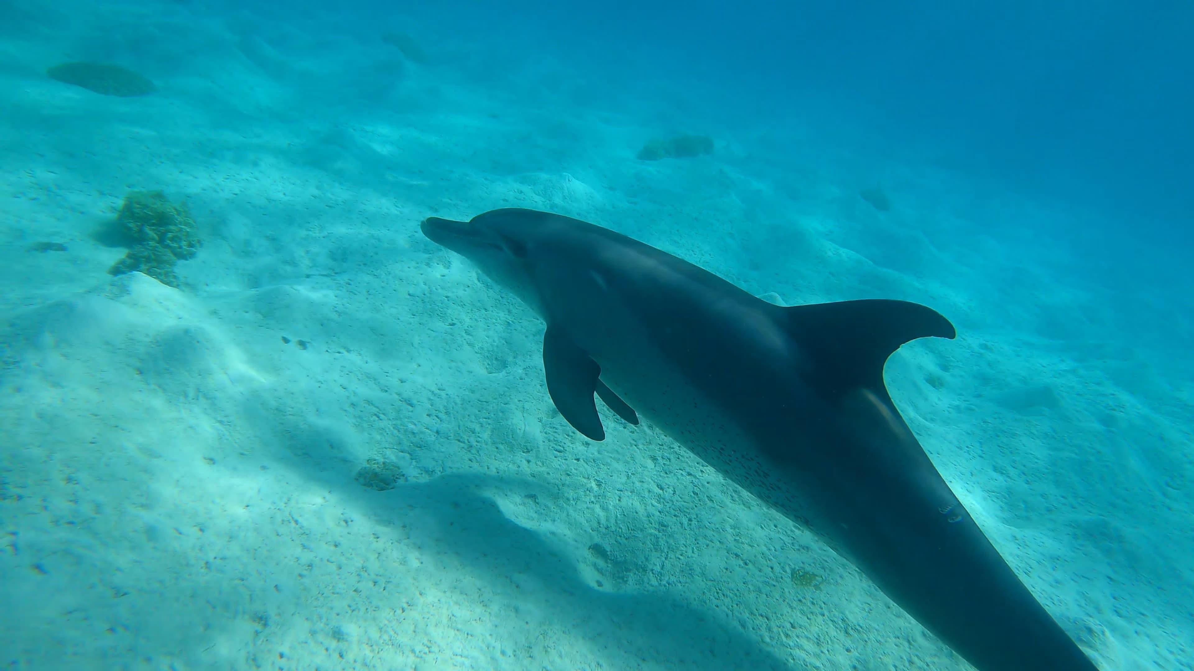 Hurghada: 3 Islands, Dolphins & Snorkel Yacht Trip w/ Lunch - Hurghada Islands Dolphins (Photo 4)