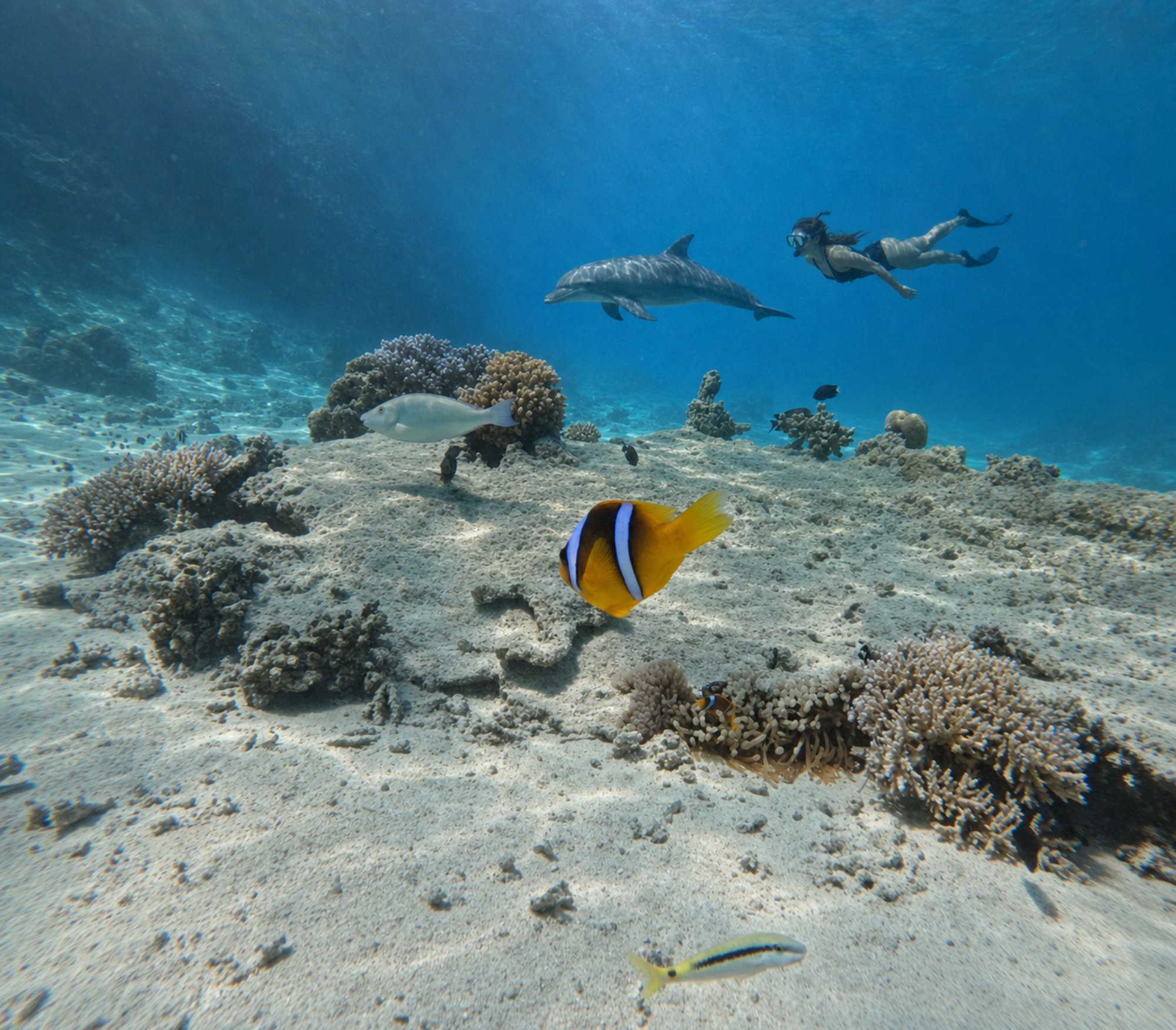 Hurghada: 5-Hours Sunset Dolphin House Snorkeling with Lunch - Hurghada Hours Sunset (Photo 4)