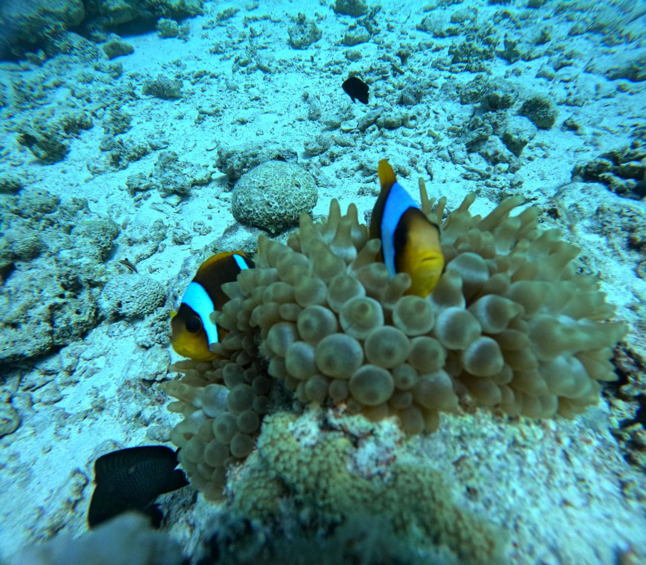 Beginner Diving: Discover the Red Sea’s Underwater World - Hurghada Beginner Diving (Gallery Photo 7)