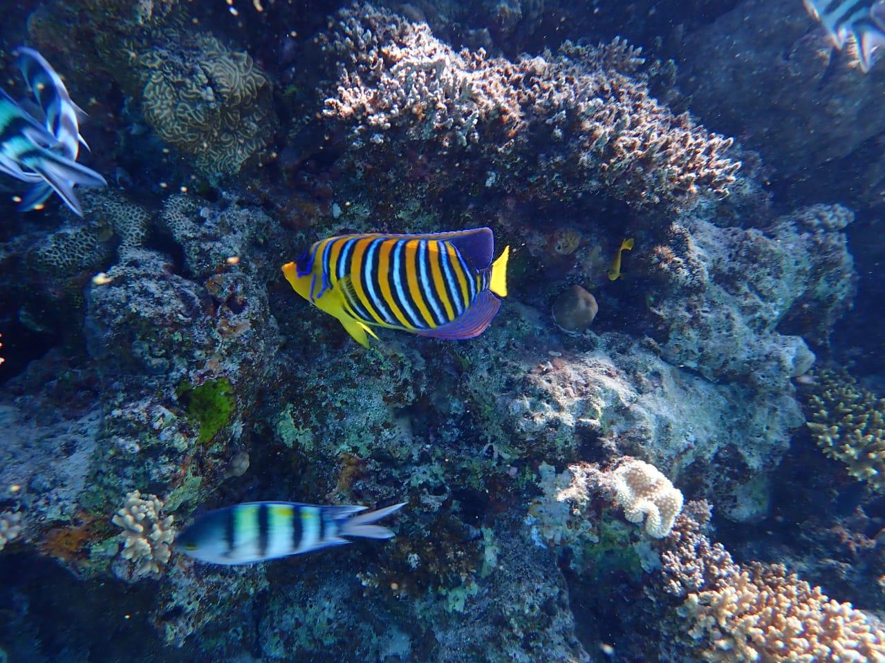 Hurghada: Yacht trip To Magawish island & Snorkeling & Lunch - Hurghada Yacht Magawish (Gallery Photo 6)