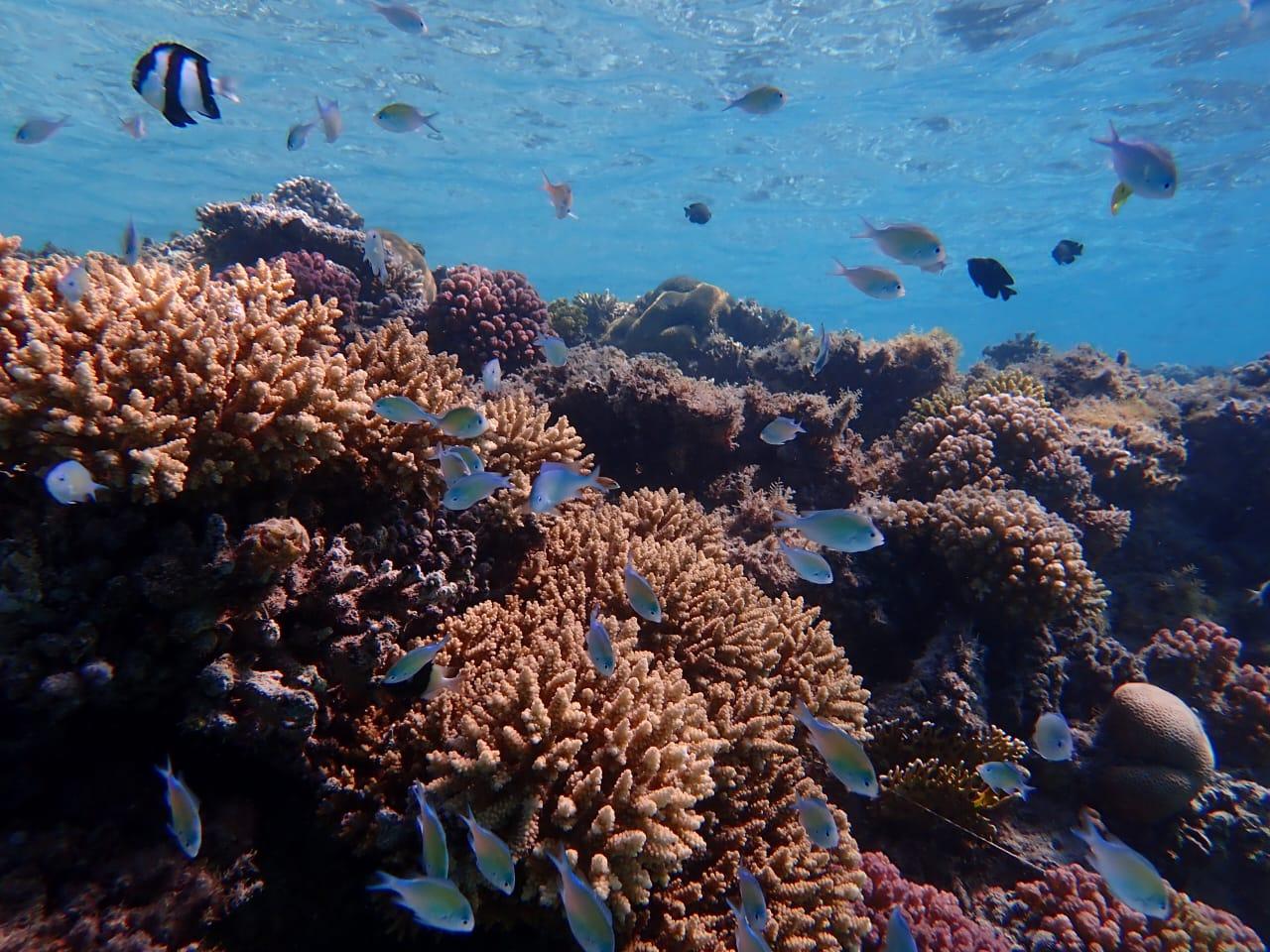 Hurghada: Yacht trip To Magawish island & Snorkeling & Lunch - Hurghada Yacht Magawish (Gallery Photo 7)