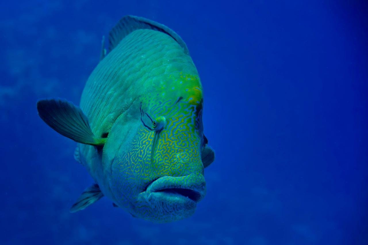 Hurghada: 3 Islands, Dolphins & Snorkel Yacht Trip w/ Lunch - Hurghada Islands Dolphins (Gallery Photo 8)