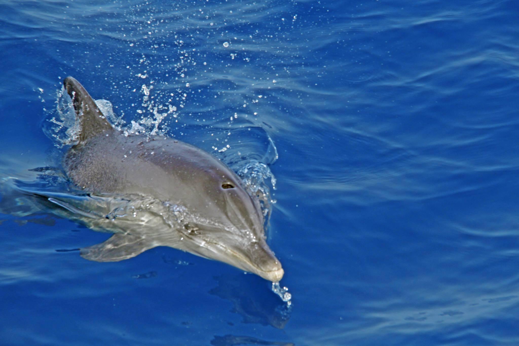 Hurghada: Snorkeling or Try Dive Luxury Yacht Trip - Hurghada Snorkeling Try (Gallery Photo 7)