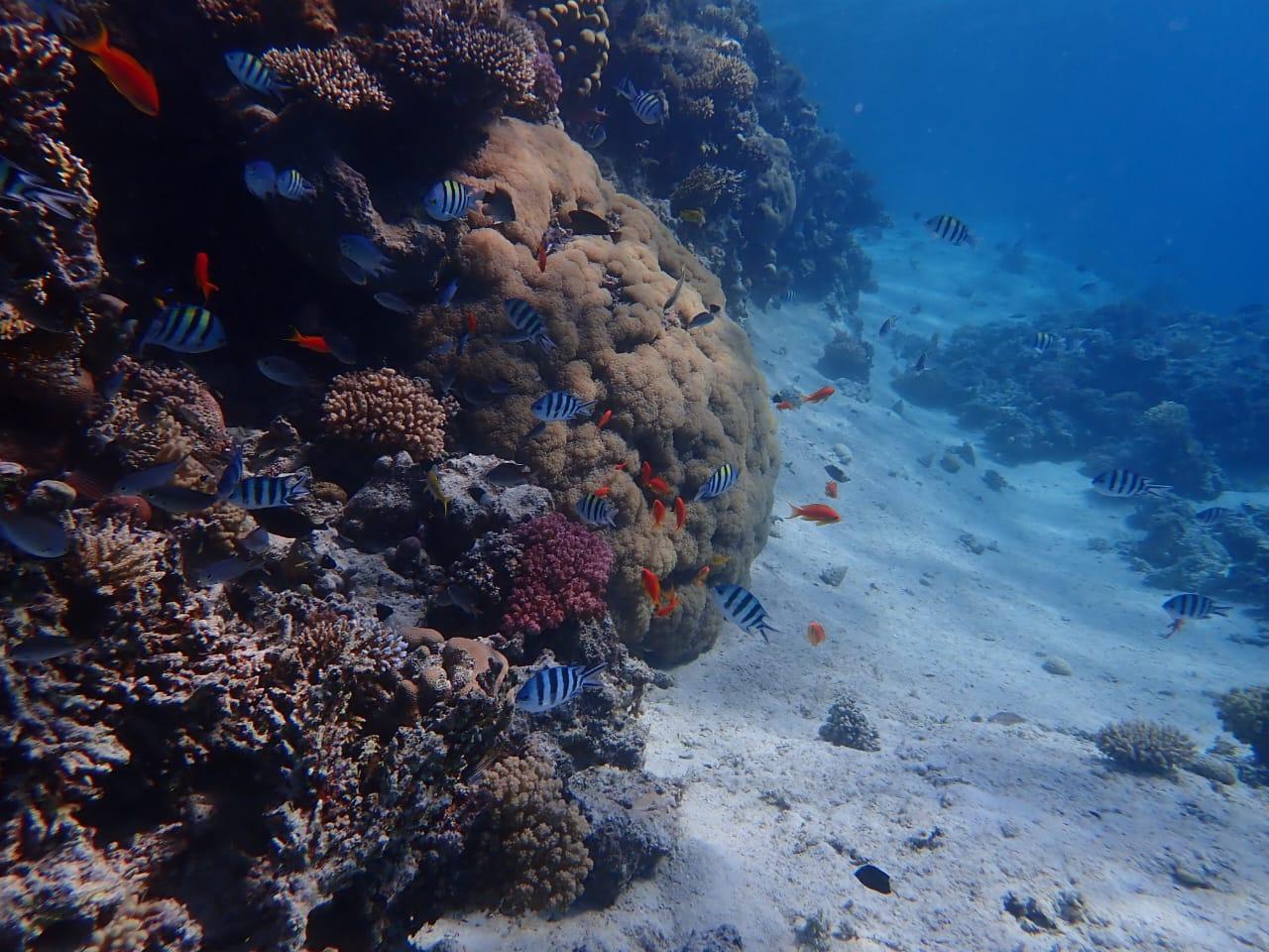 Hurghada: Yacht trip To Magawish island & Snorkeling & Lunch - Hurghada Yacht Magawish (Photo 3)