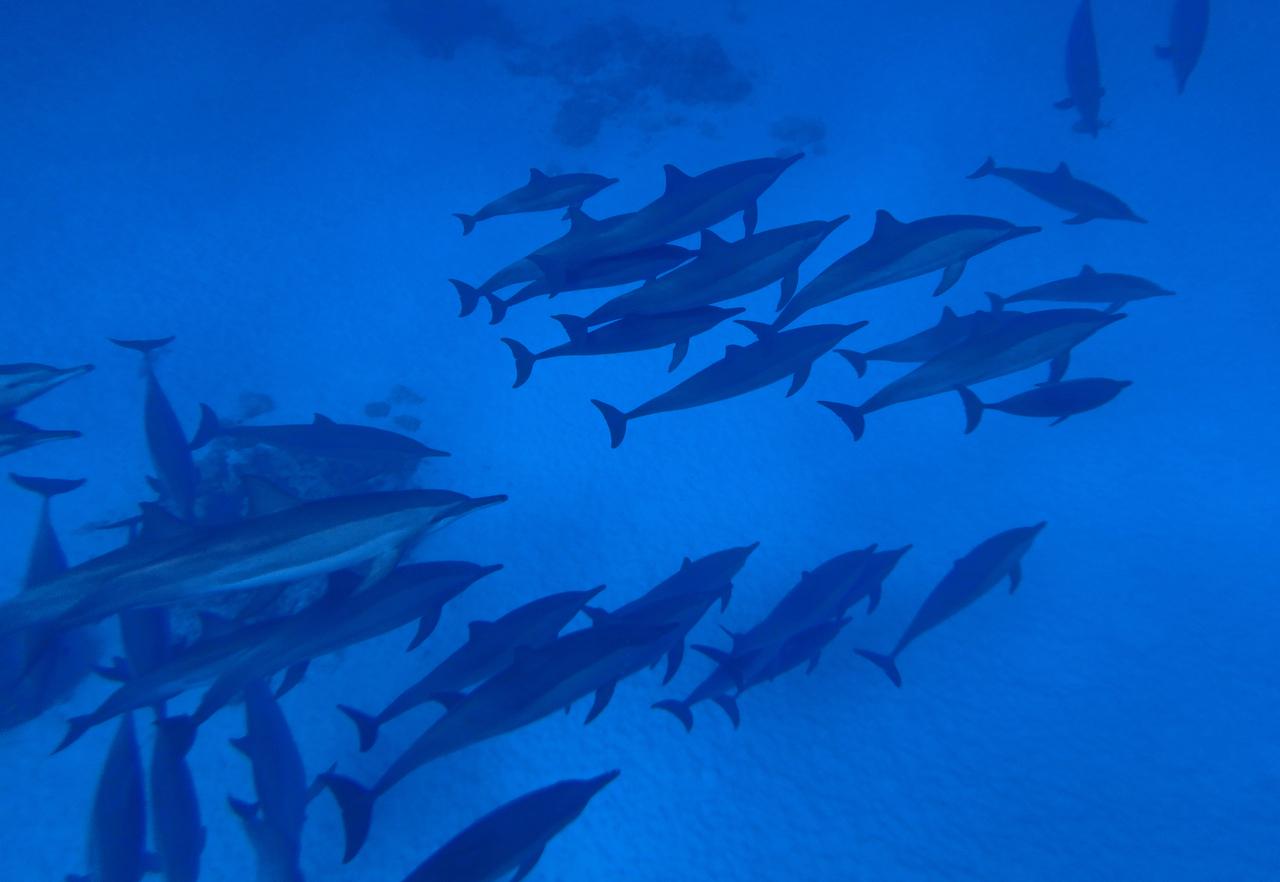 Marsa Alam: Dolphin House Adventure at Shaab Samadai Reef - Marsa Alam Dolphin (Photo 5)