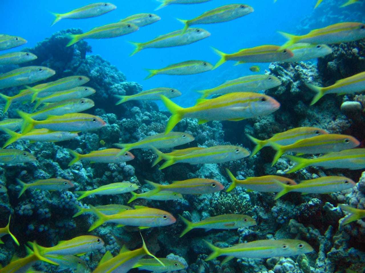 Hurghada: Full-Day Scuba Diving Tour with 2 Sites and Lunch - Hurghada Scuba Diving (Photo 3)