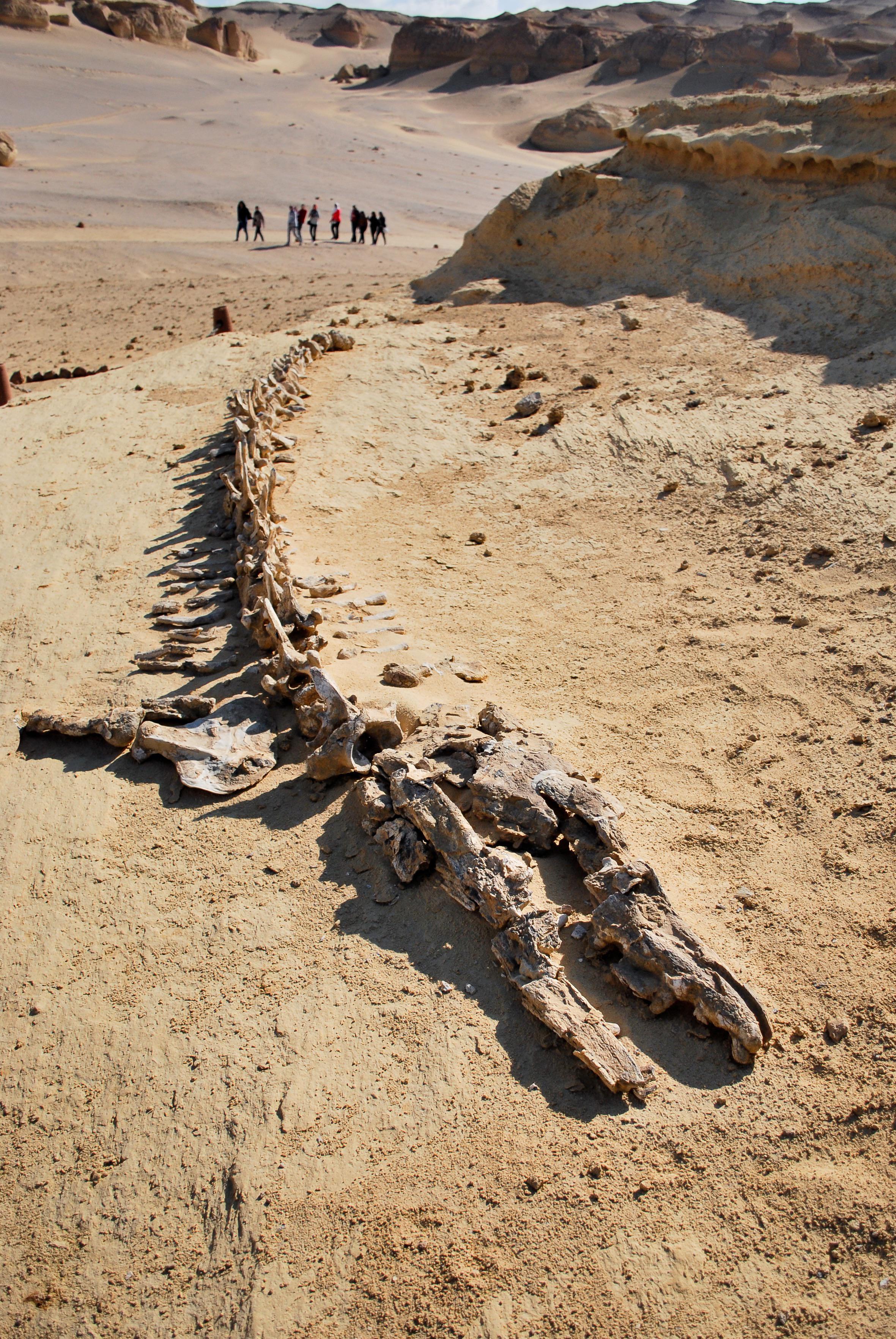 From Cairo: Full-Day Tour to El Fayoum - Cairo Fayoum (Gallery Photo 6)
