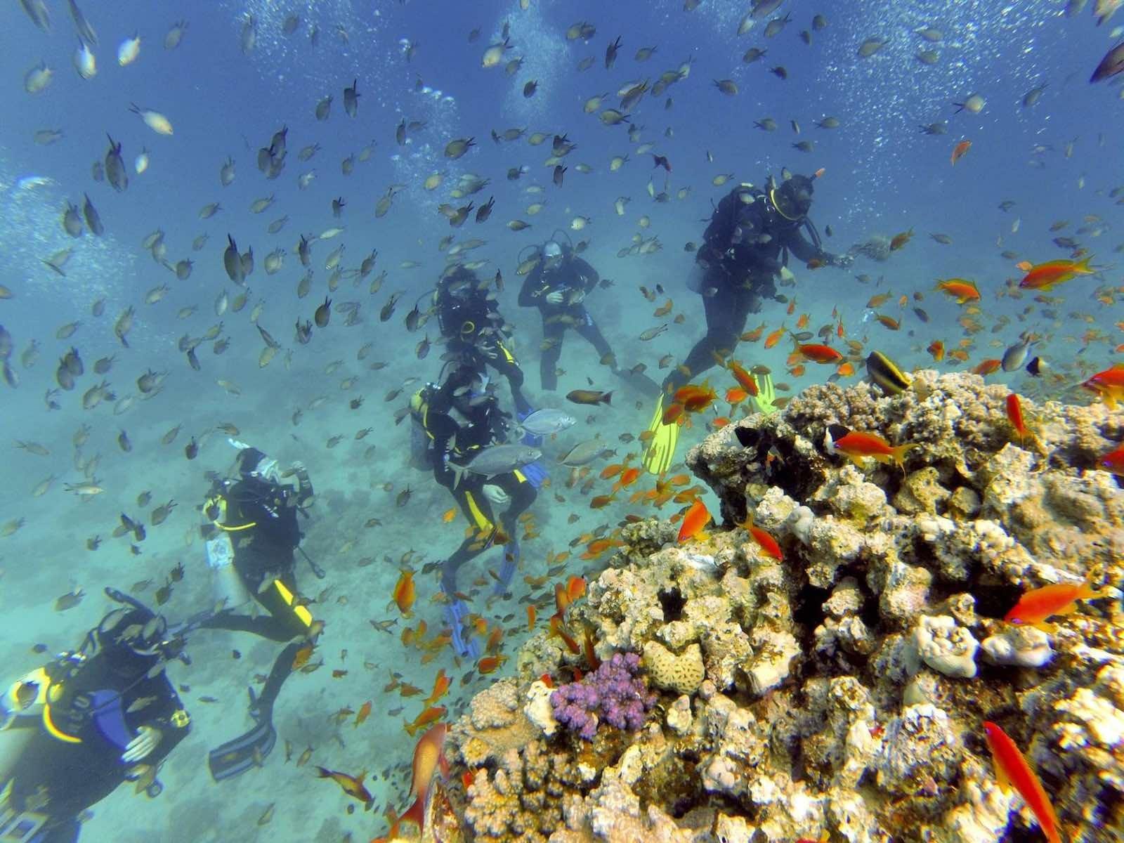 Hurghada: Full-Day Scuba Diving Tour with 2 Sites and Lunch - Hurghada Scuba Diving (Gallery Photo 6)