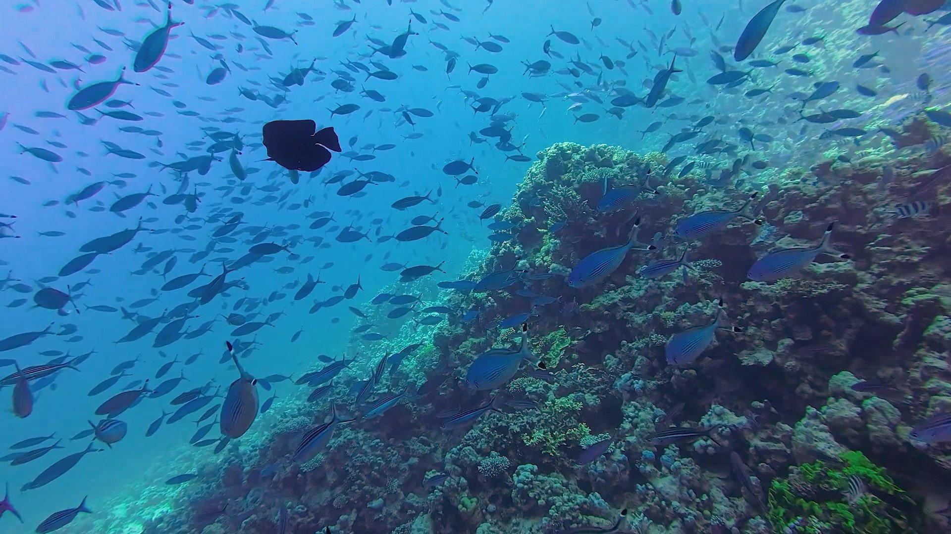 Hurghada: Full-Day Scuba Diving Tour with 2 Sites and Lunch - Hurghada Scuba Diving (Gallery Photo 8)
