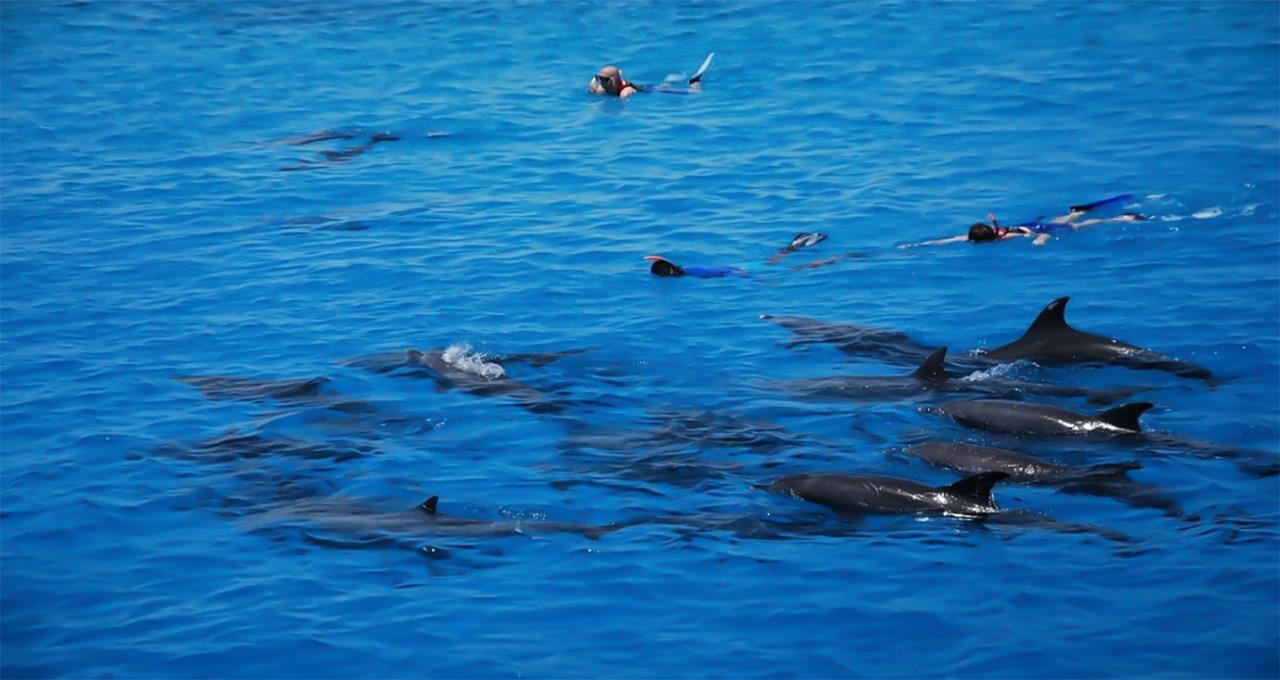 Hurghada: Dolphin watch Cruise with optional pickup - Hurghada Dolphin Watch (Gallery Photo 6)