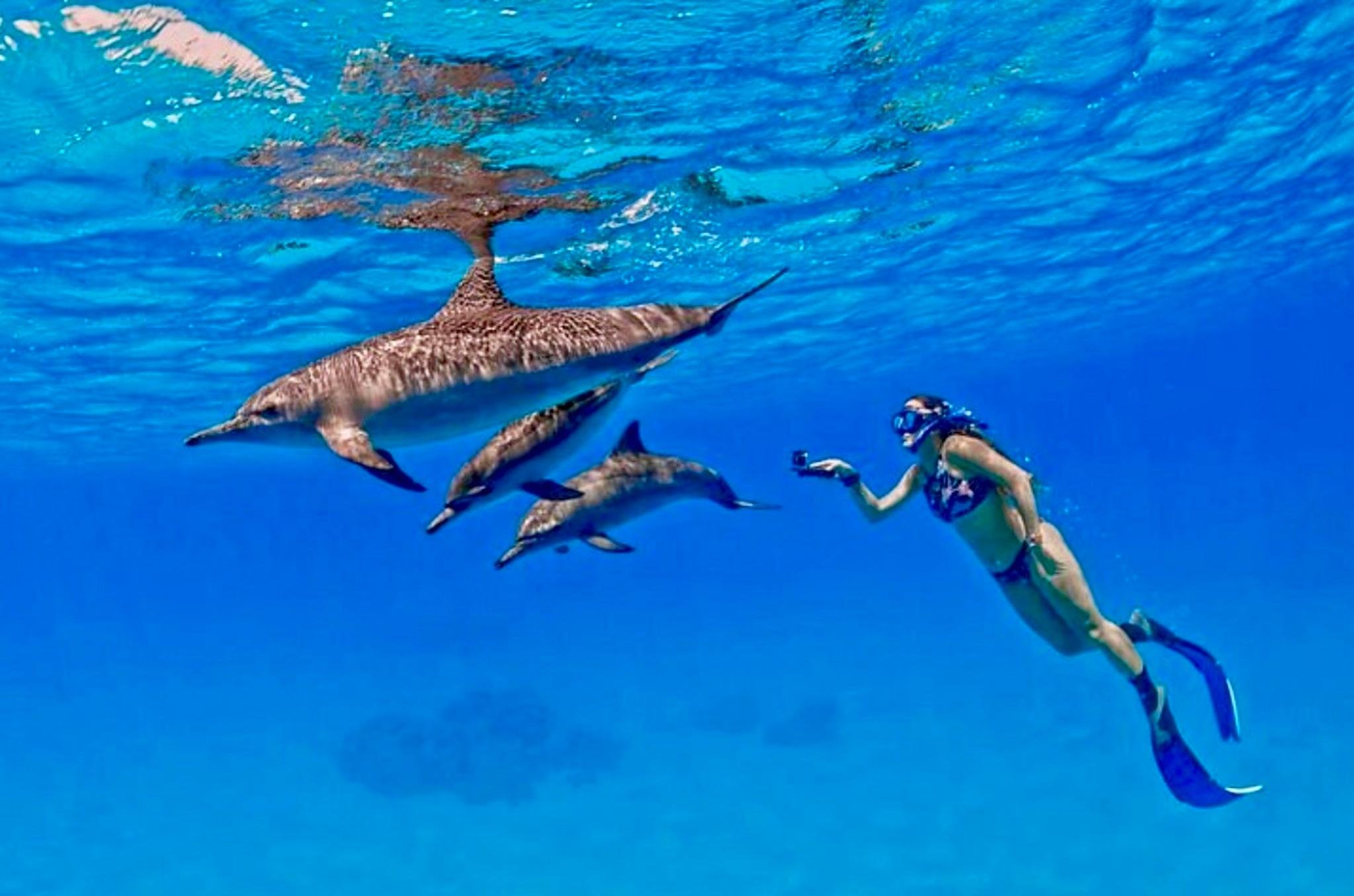 Hurghada: Dolphin House Yacht Trip & Chance to Swim Near Dolphins & Lunch - Hurghada Dolphin House (Photo 3)