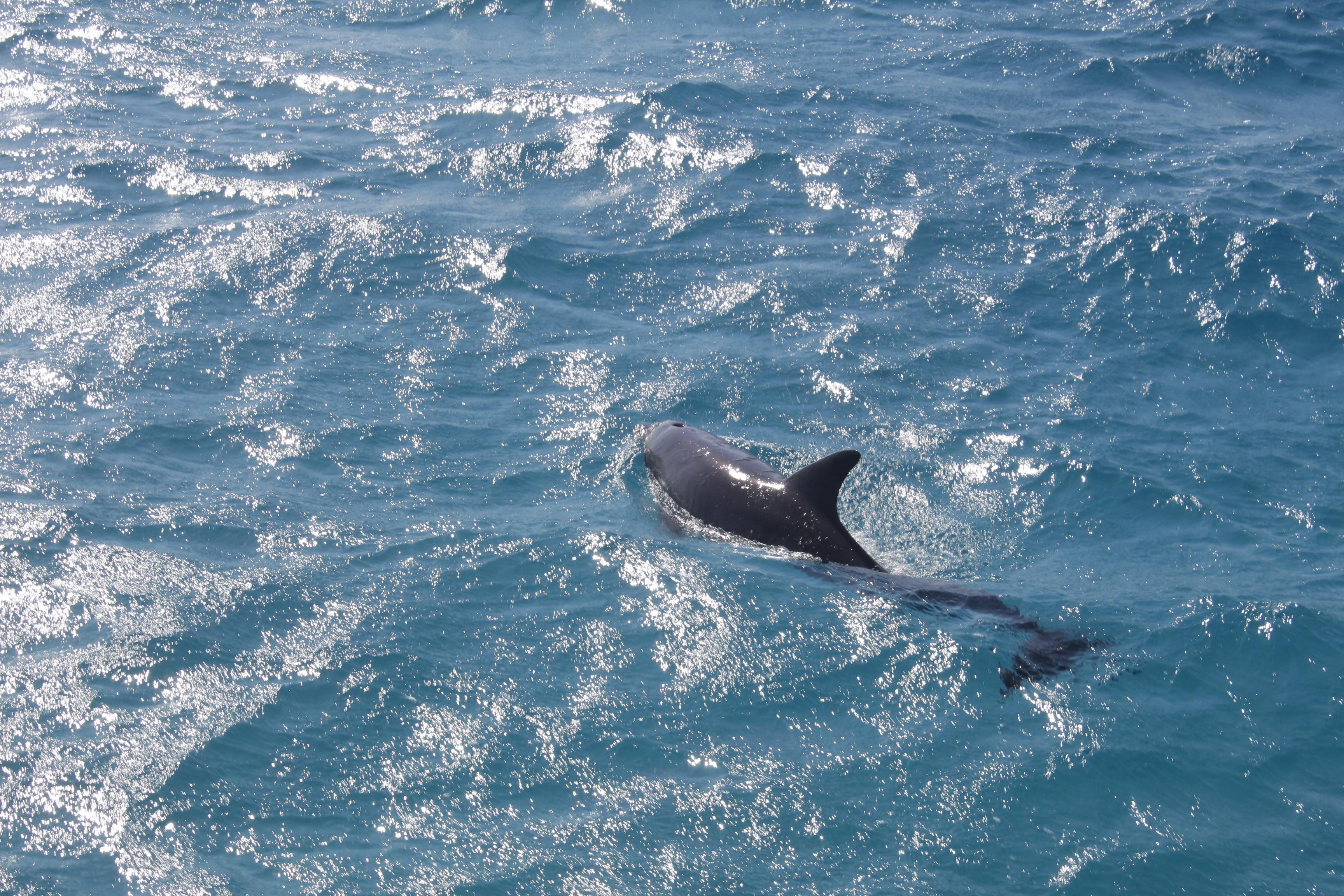 Hurghada: 5-Hours Sunset Dolphin House Snorkeling with Lunch - Hurghada Hours Sunset (Gallery Photo 8)