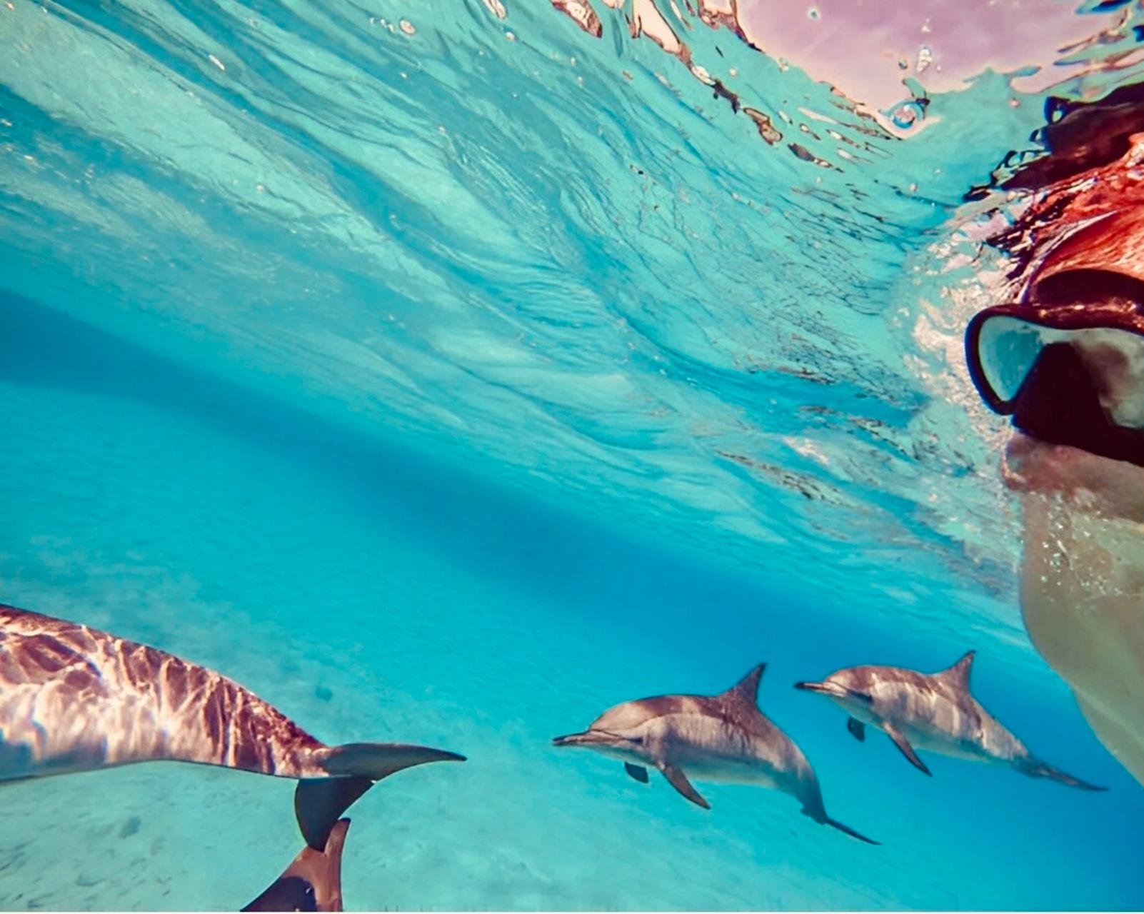 Hurghada: Dolphin House Yacht Trip & Chance to Swim Near Dolphins & Lunch - Hurghada Dolphin House (Gallery Photo 6)