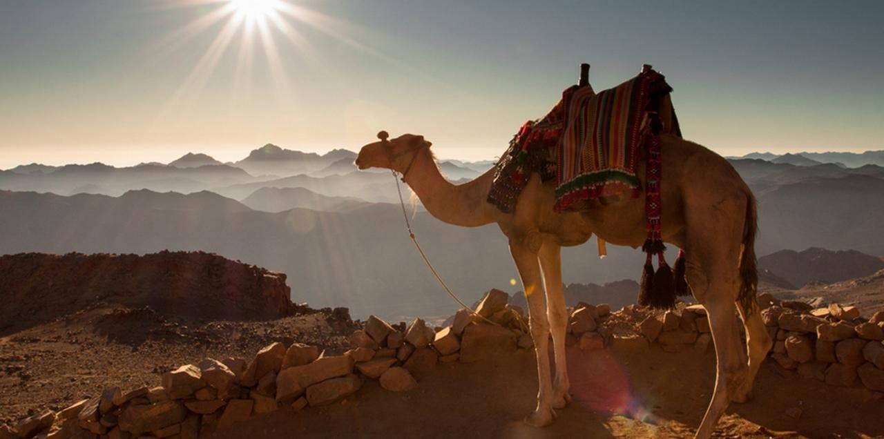Hurghada: Sea & Desert Camel Ride w/Dinner, Show, Stargazing - Hurghada Sea Desert (Gallery Photo 8)