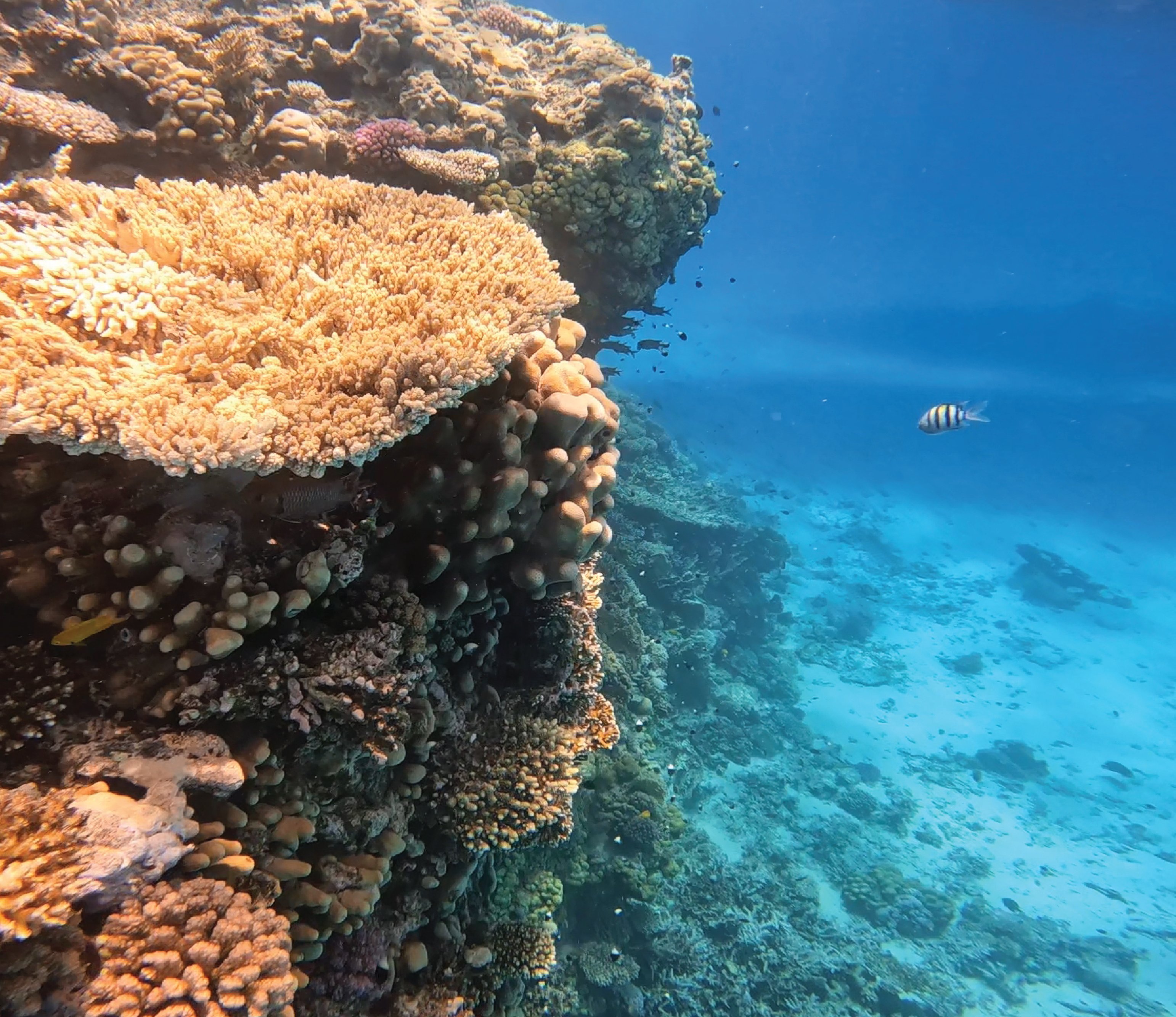 Hurghada: Premium Orange Island Cruise with Lunch & Transfer - Hurghada Premium Orange (Photo 5)