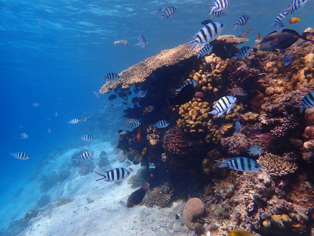 Hurghada: Yacht trip To Magawish island & Snorkeling & Lunch - Hurghada Yacht Magawish (Photo 4)