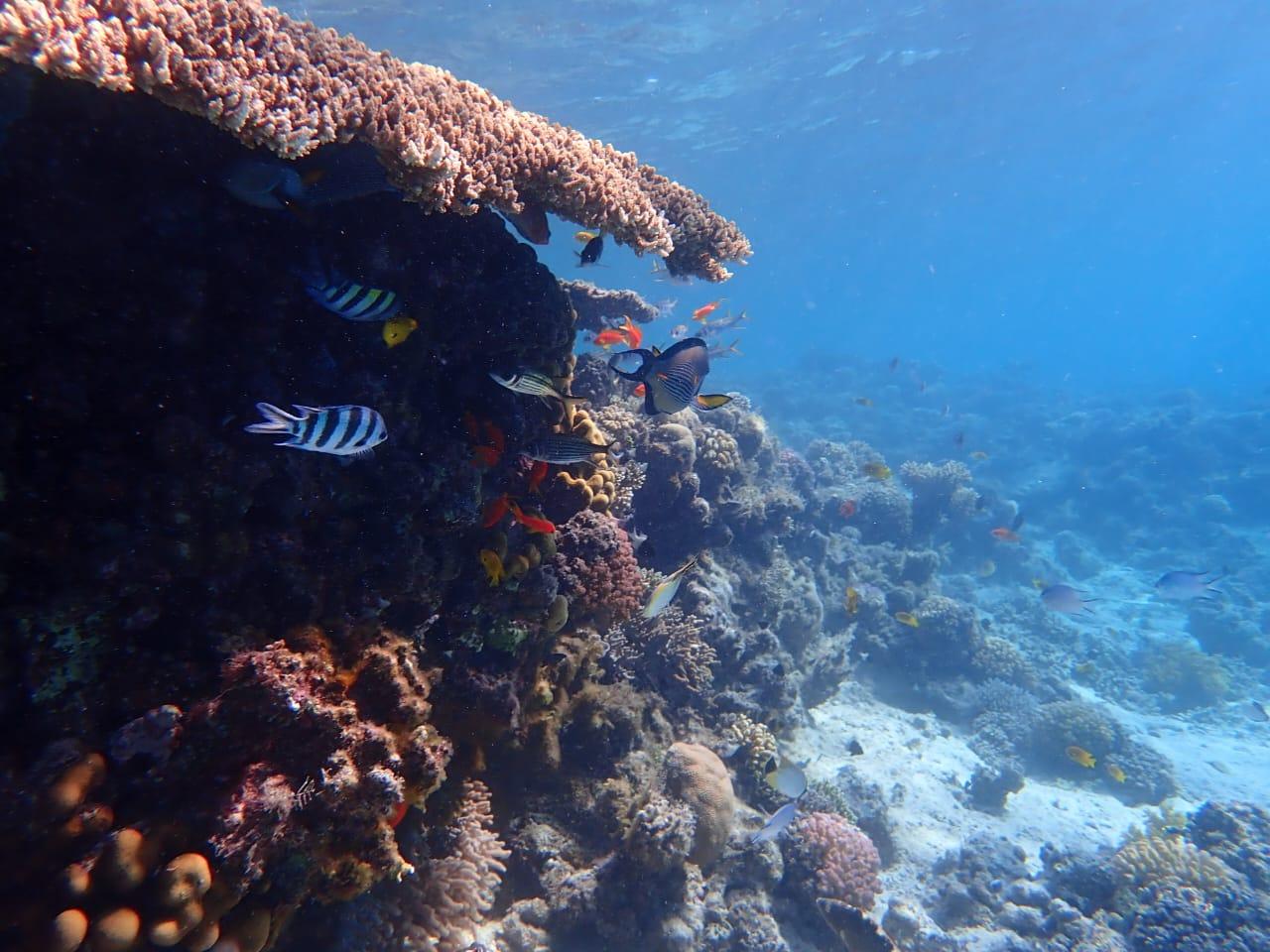 Hurghada: Yacht trip To Magawish island & Snorkeling & Lunch - Hurghada Yacht Magawish (Photo 5)