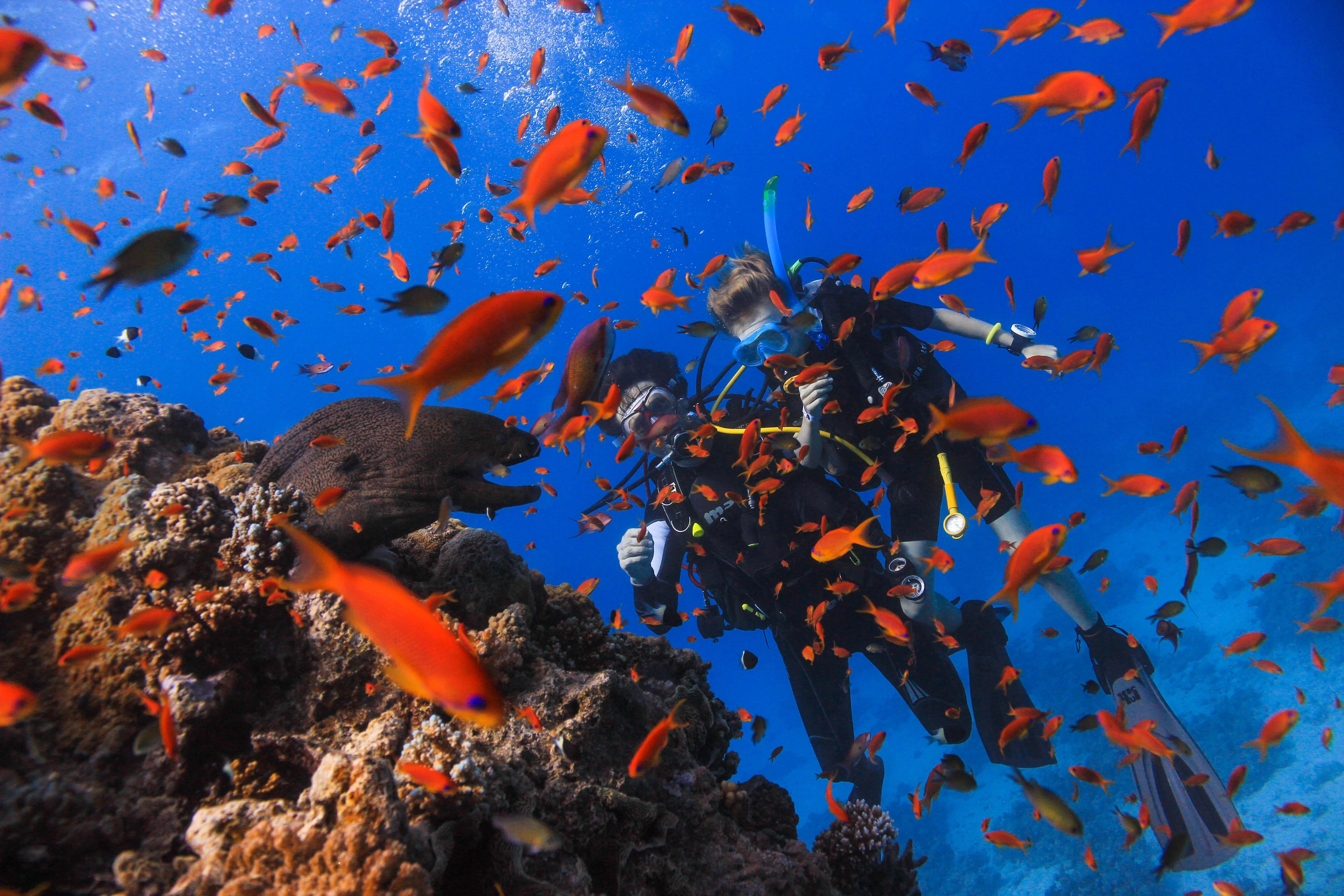Hurghada: Snorkeling or Try Dive Luxury Yacht Trip - Hurghada Snorkeling Try (Photo 3)