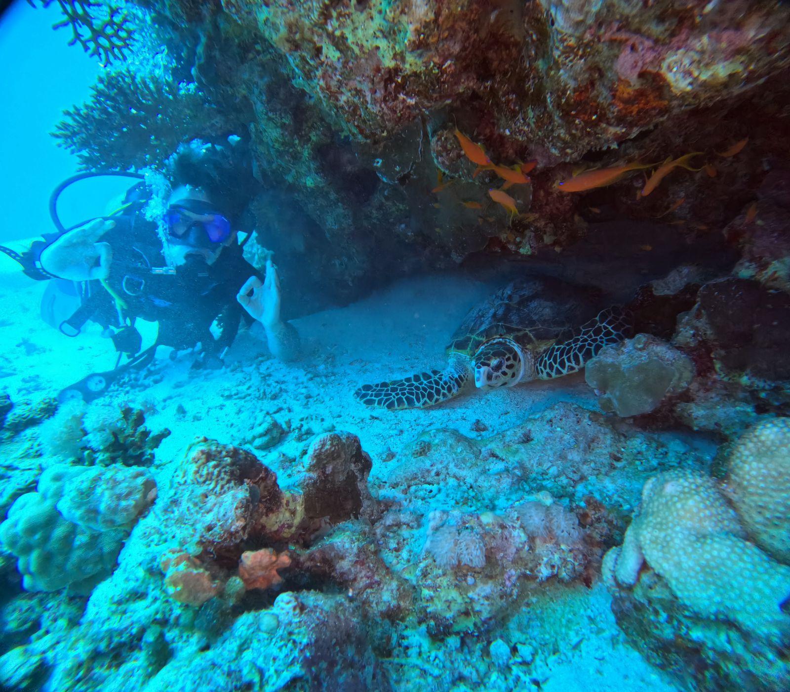 Beginner Diving: Discover the Red Sea’s Underwater World - Hurghada Beginner Diving (Gallery Photo 8)