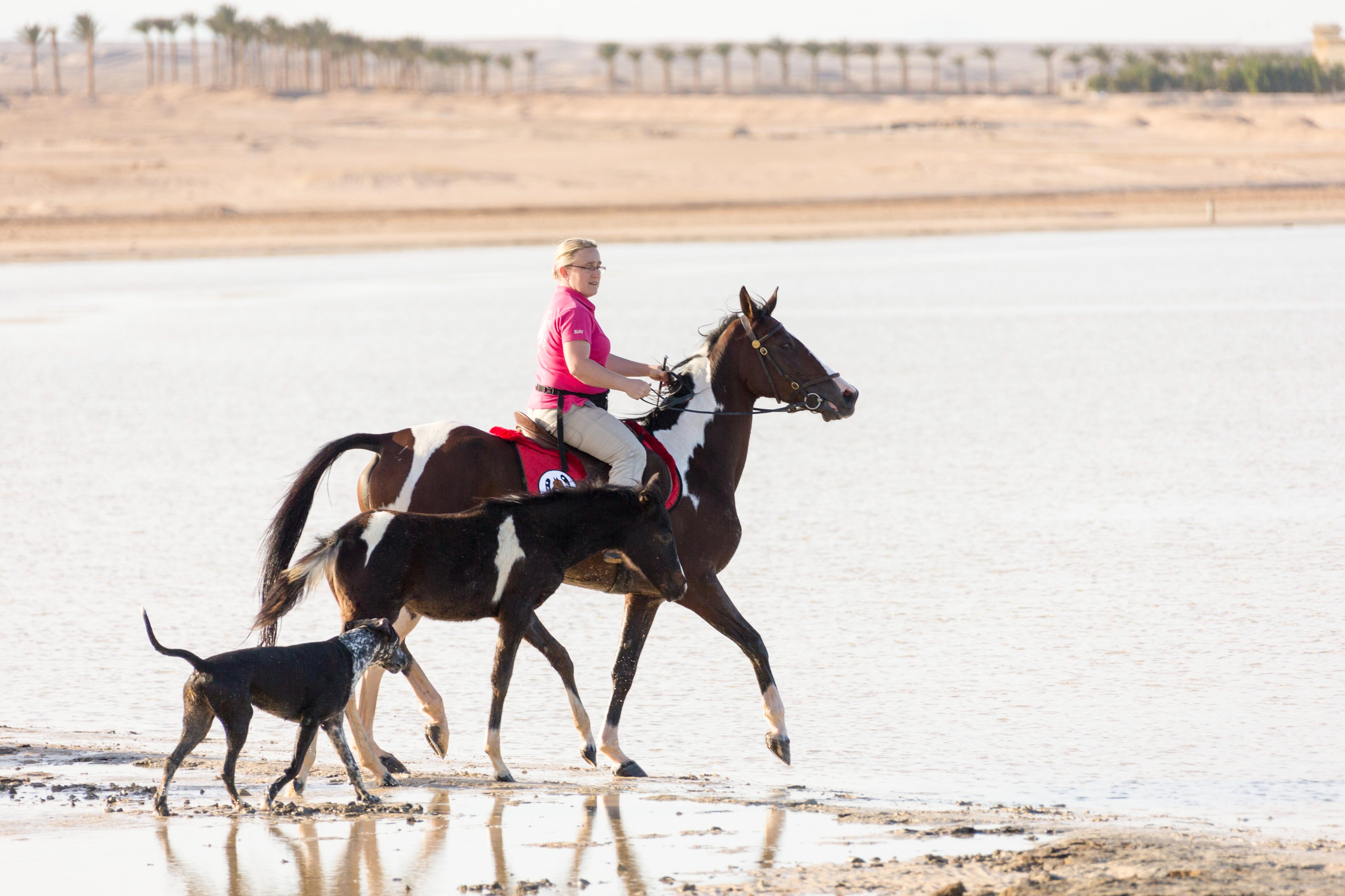 Sahl Hasheesh: Desert & Sea Horse Ride w/Optional Swimming - Hurghada Sahl Hasheesh (Photo 4)