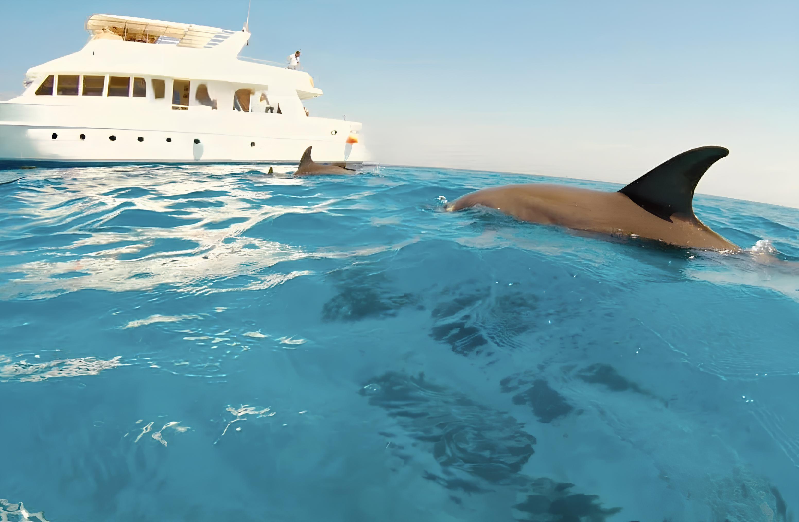 Hurghada: Dolphin House Yacht Trip & Chance to Swim Near Dolphins & Lunch - Hurghada Dolphin House (Photo 5)