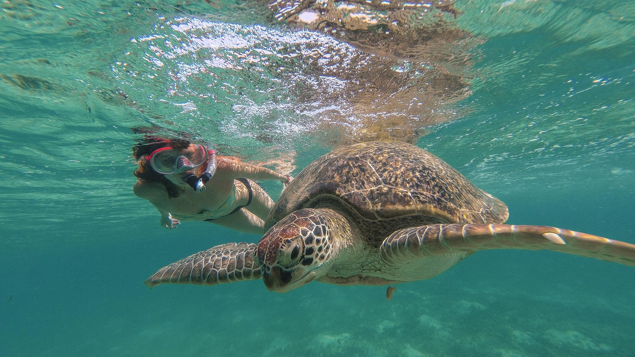Hurghada: Turtle Bay Speedboat Tour with Snorkeling - Hurghada Turtle Bay (Photo 2)