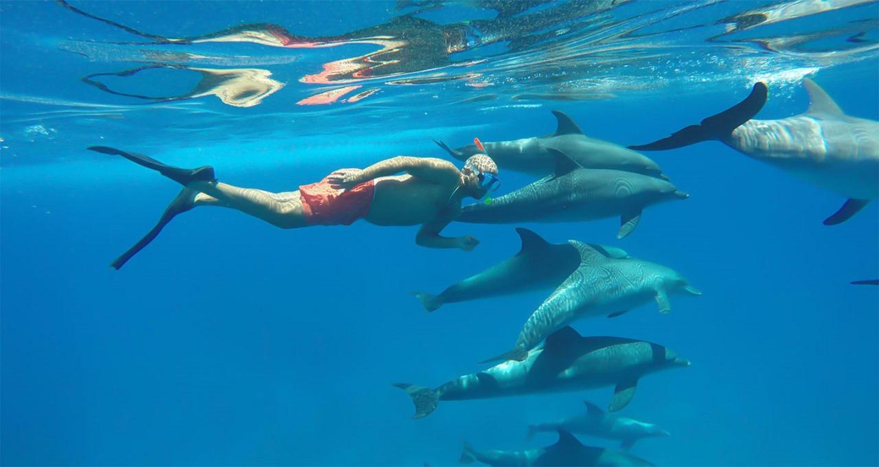 Hurghada: Dolphin watch Cruise with optional pickup - Hurghada Dolphin Watch (Photo 3)