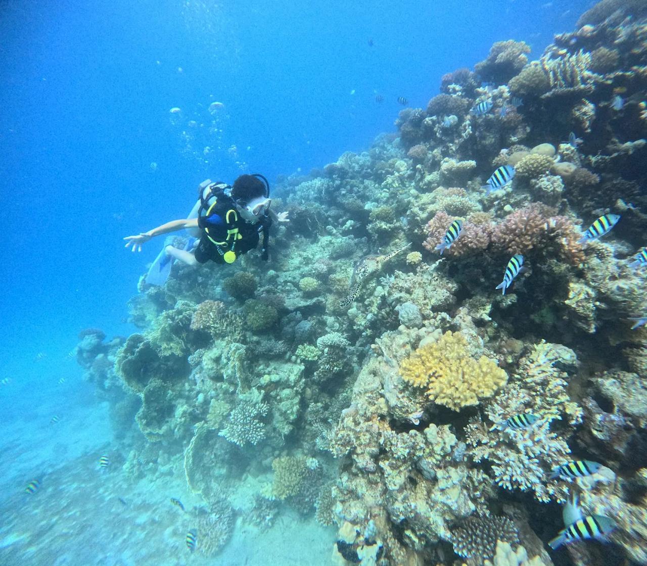 Sahl Hasheesh Elite Beach Dive & Coral Reef Experience - Hurghada Sahl Hasheesh (Photo 3)