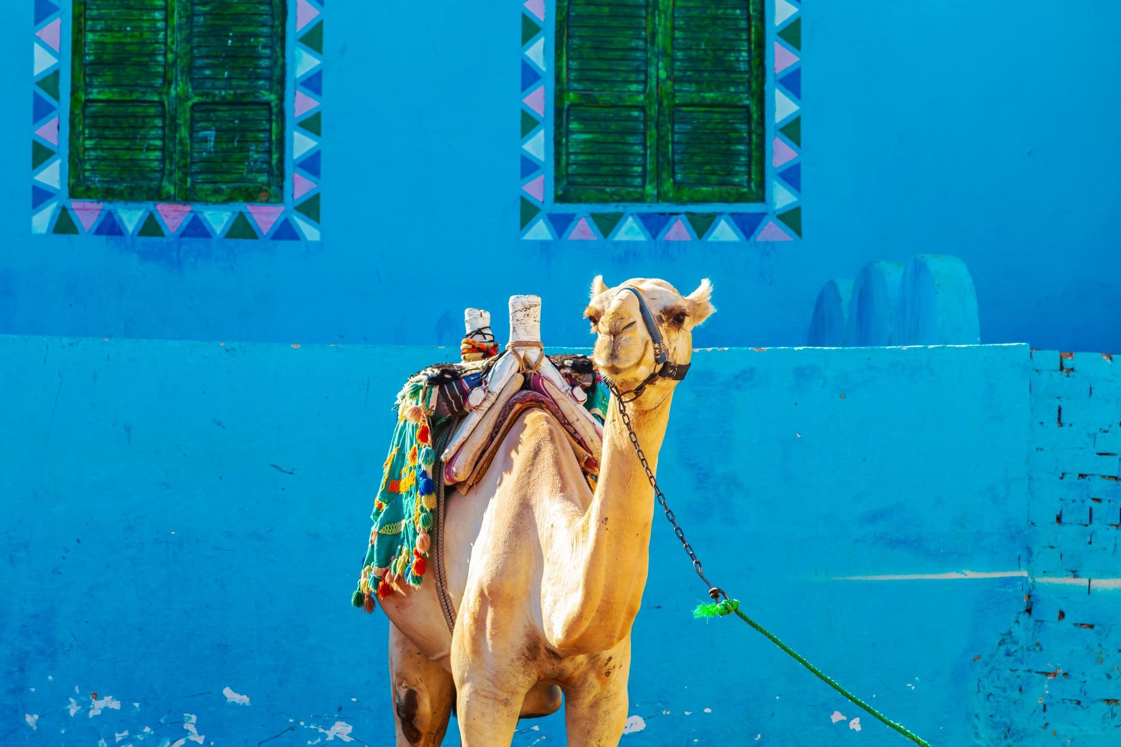 Aswan: Shared Half-Day Tour to the Nubian Village - Luxor Aswan Shared (Gallery Photo 6)