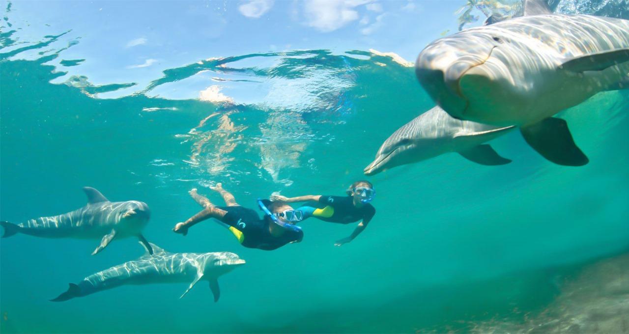 Hurghada: Dolphin watch Cruise with optional pickup - Hurghada Dolphin Watch (Gallery Photo 7)
