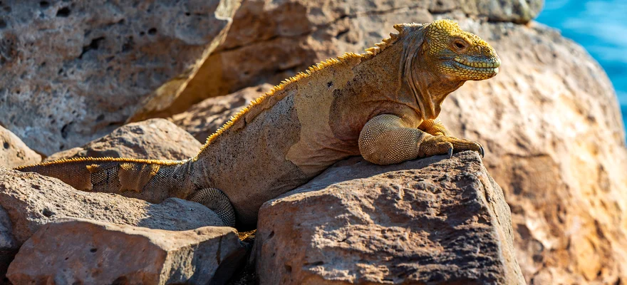 Santa Fe Island, Galapagos Islands