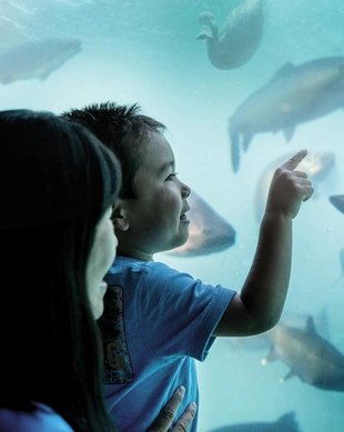 Queenstown Underwater Observatory