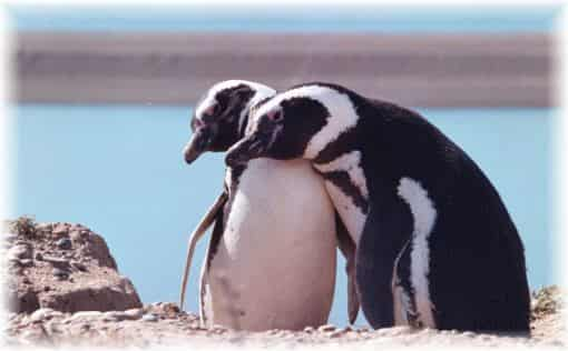 Puerto Madryn