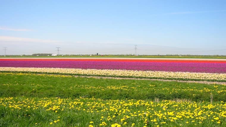 Die besten Aktivitäten in Lisse