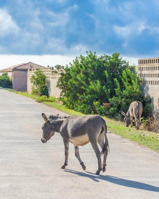 Asinara-Nationalpark