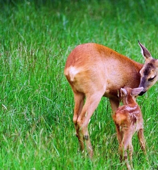 Gauja National Park