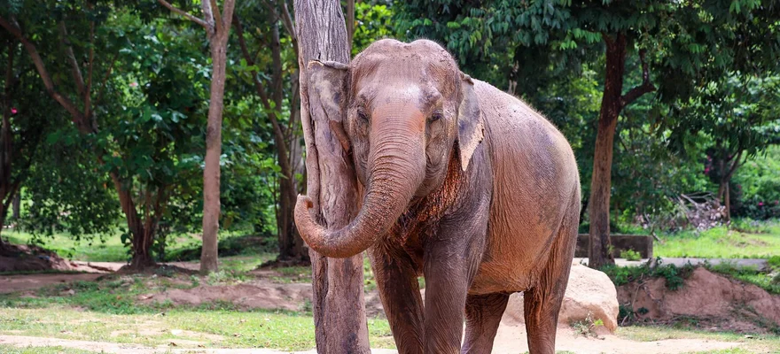 Samui Elephant Sanctuary