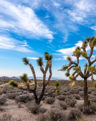 Arizona's Joshua Tree Forest
