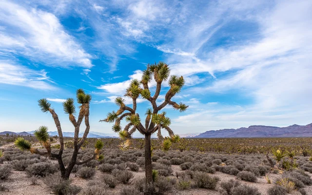 Arizona's Joshua Tree Forest