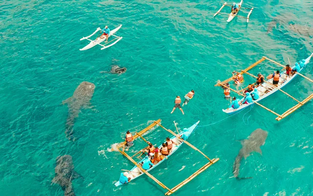 Oslob Whaleshark Watching Area