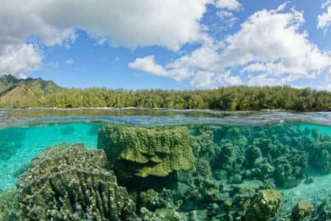 Sprawling Coral Reef Resembling Roses Is Discovered Off Tahiti - The New  York Times