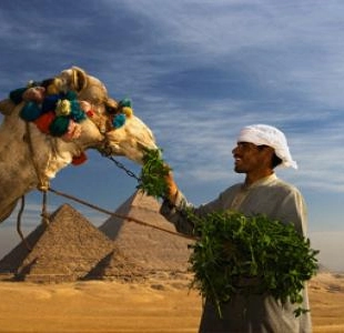 Sakkara