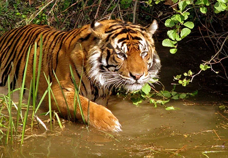 Bandhavgarh National Park