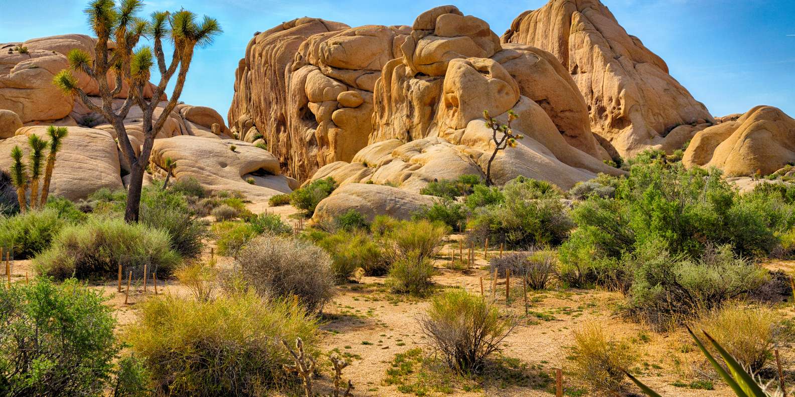 The BEST Mojave National Preserve Essex National Parks 2023 FREE 