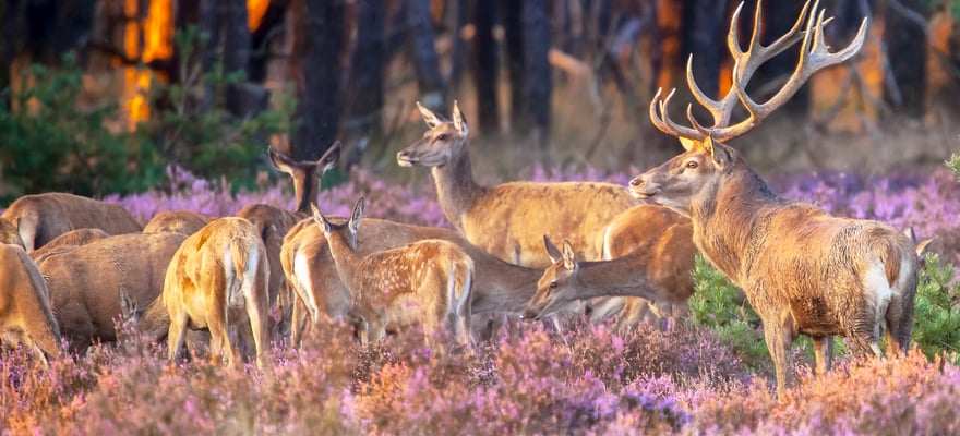 Veluwe