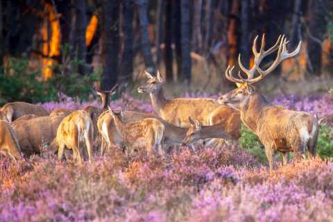 Day trips from Veluwe