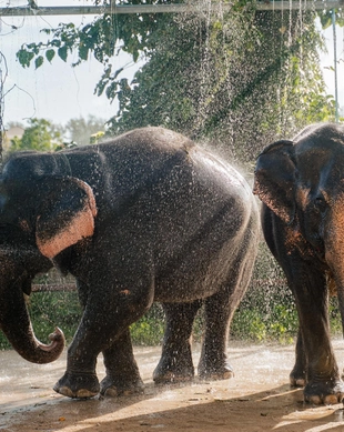 Phuket Elephant Care Sanctuary