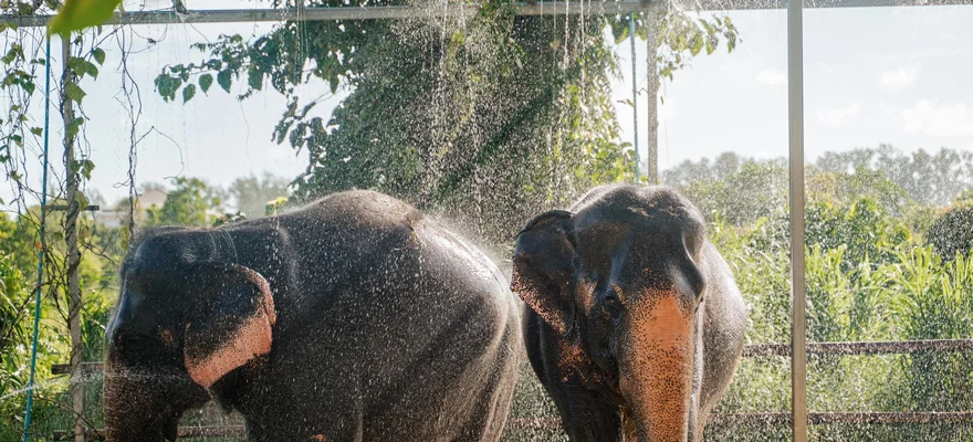 Phuket Elephant Care Sanctuary