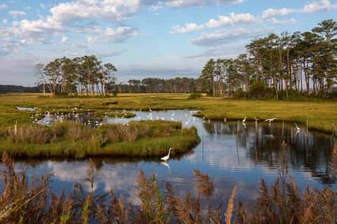 Tours & tickets Chincoteague Island - GetYourGuide